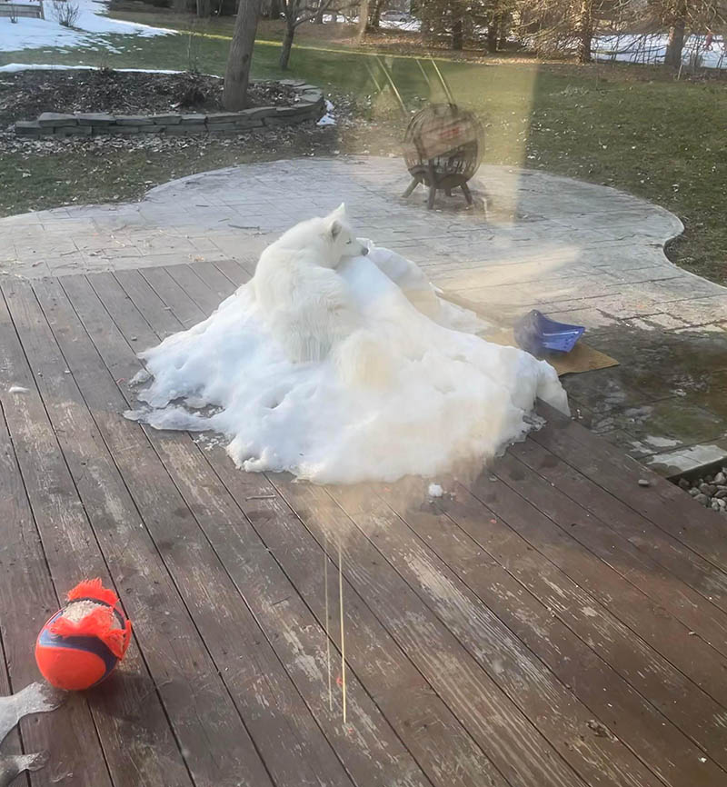 Белая хаски сидит на остатках снега во дворе весной маскировка