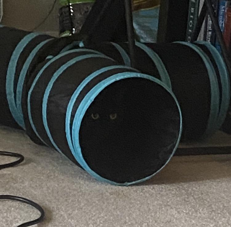 Черный кот прячется в черной игровой трубе для кошек невидимка