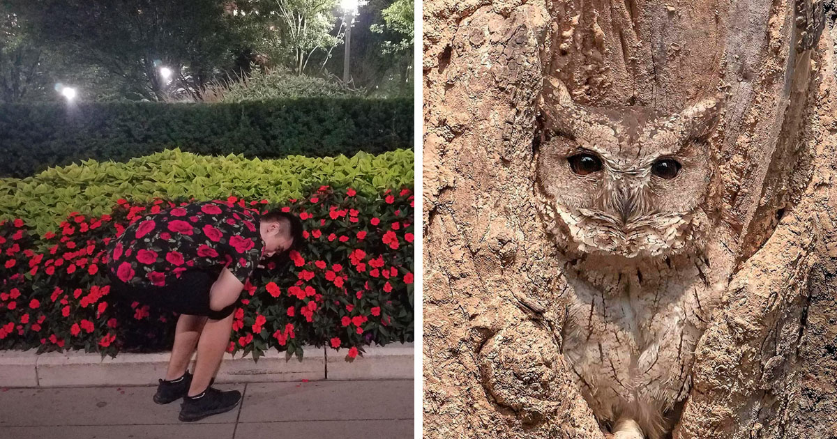 Жираф стоит среди деревьев в саванне маскировка пятнистый окрас