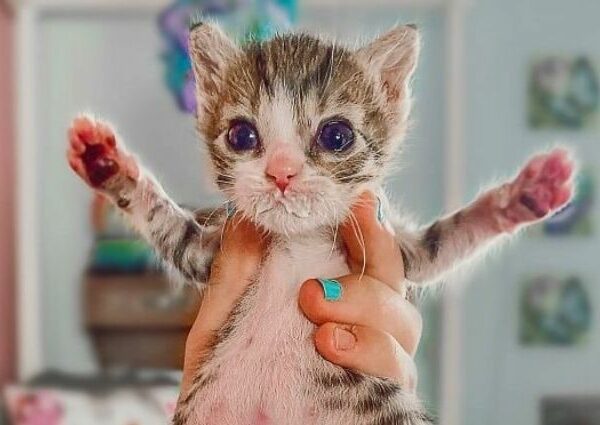 Кошка Айофе с парализованными лапками, которой повезло с хозяевами