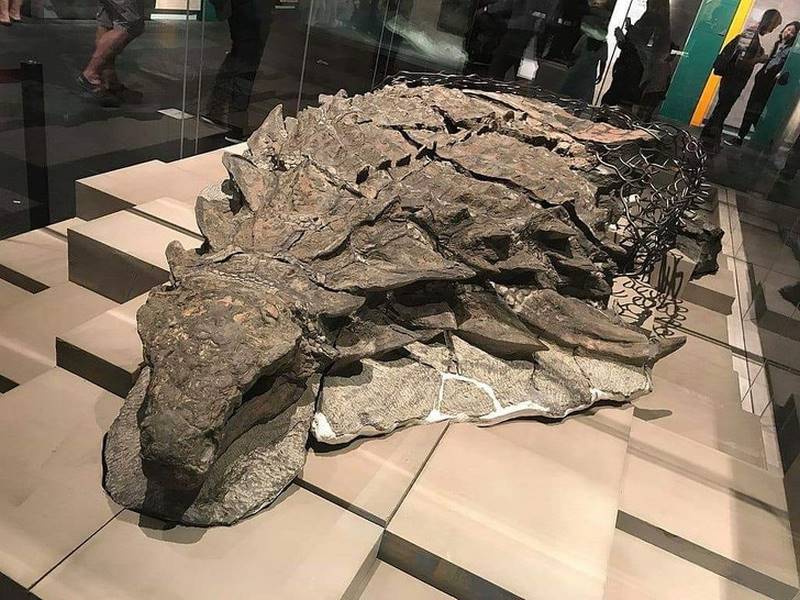 Bigpicture.ru мумифицированный динозавр в канадском музее
