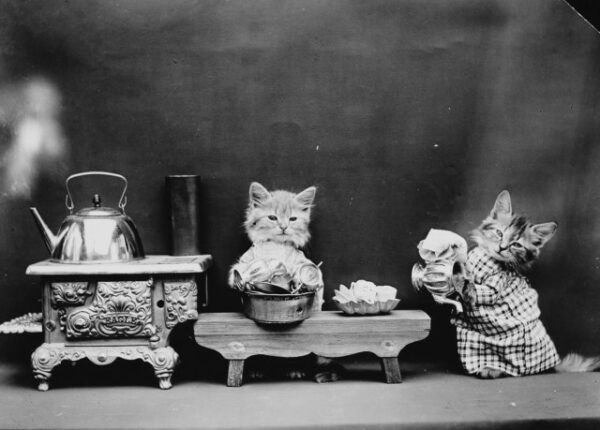 Ретро-котики и щеночки Гарри Уиттера, которые 100 лет назад произвели фурор