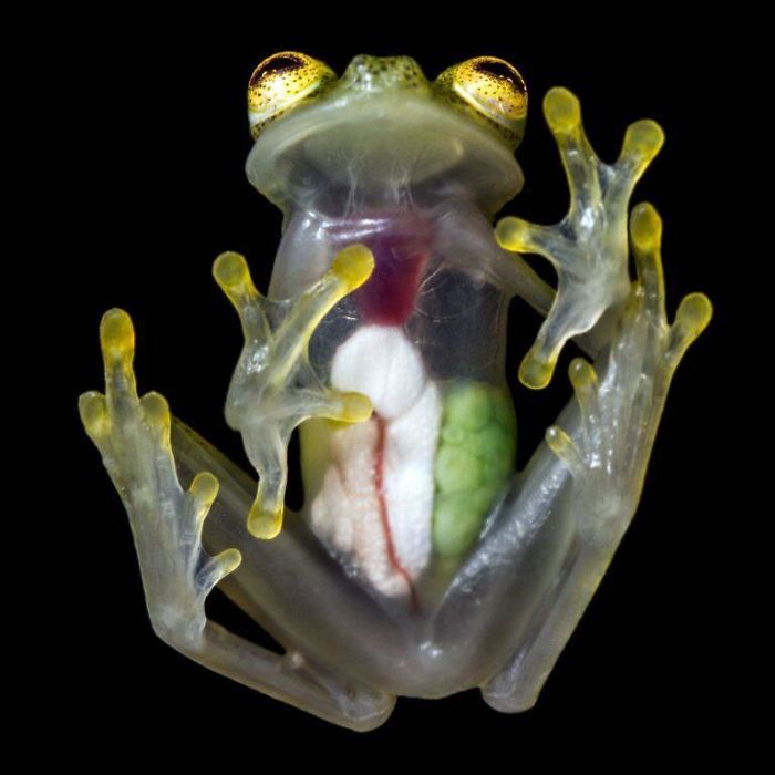 Bigpicture ru редкие фото стеклянная лягушка