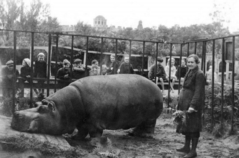 Bigpicture ru самка бегемота по кличке красавица пережила блокаду ленинграда только благодаря служительнице