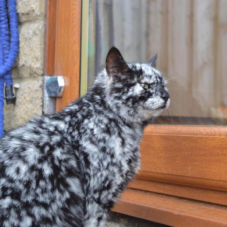 Bigpicture ru scrappy marbled senior cat 5