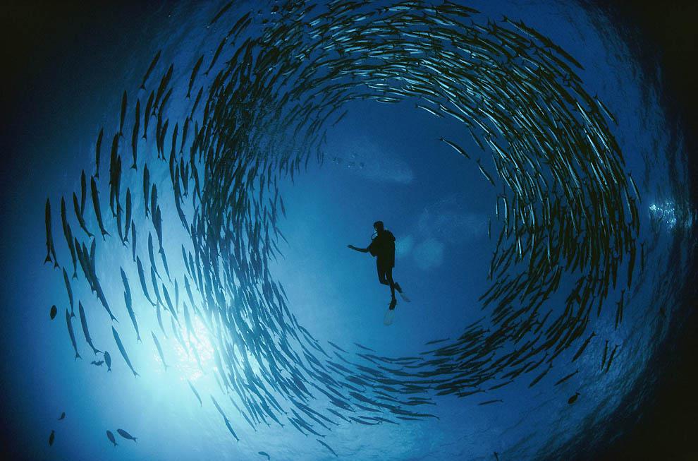 Bigpicture.ru Фотографии Дэвида Дубиле: мир на поверхности и под водой