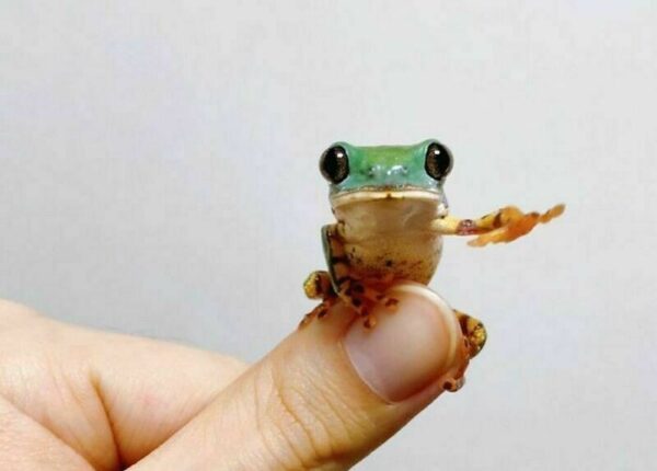 22 фото крошечных животных, которые могут поместиться на одном пальце