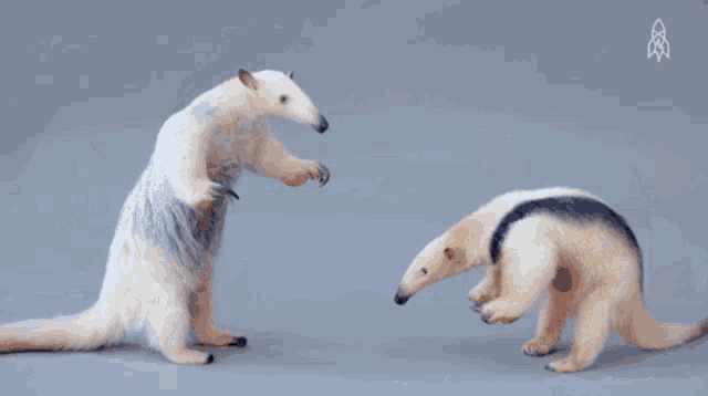 Bigpicture ru kintisheff white anteater