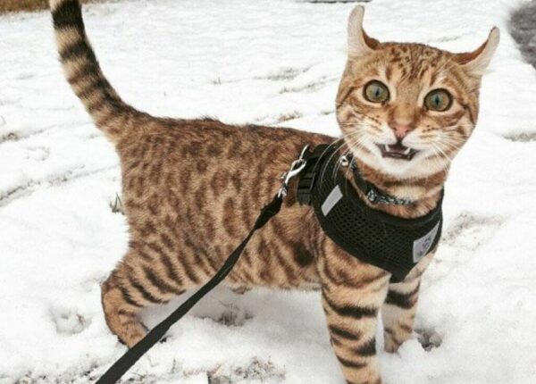 Реакция кошек на снег — 25 фото, которые поднимут вам настроение