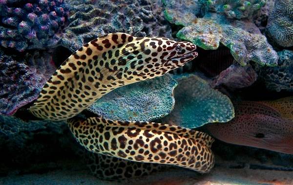 Bigpicture.ru 10 самых красивых морских рыбок для аквариума