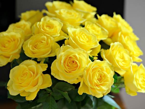 Bigpicture.ru что означают желтые розы