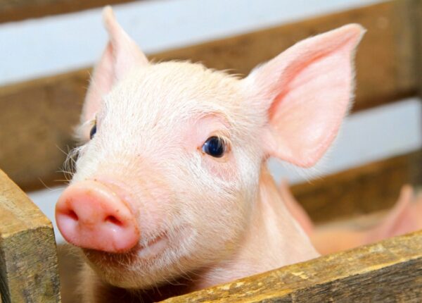 Почему в качестве доноров органов для человека используют свиней, а не обезьян