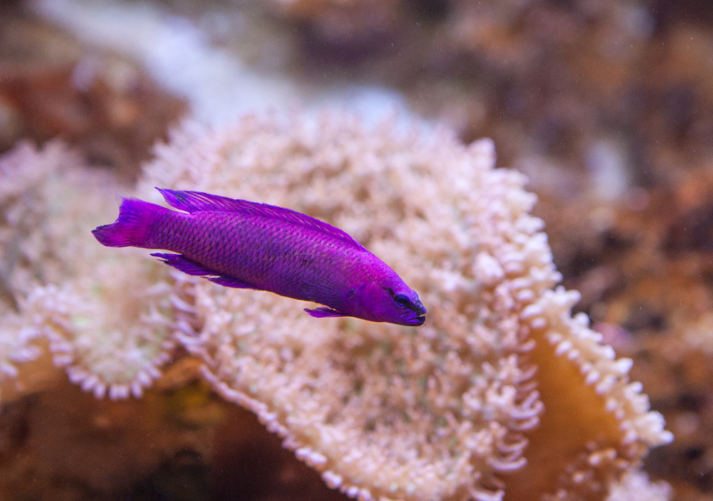 Bigpicture.ru 10 самых красивых морских рыбок для аквариумаfridmani4