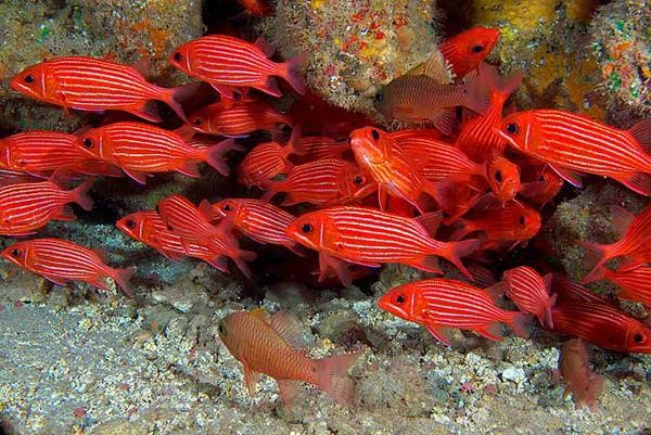 Bigpicture.ru 10 самых красивых морских рыбок для аквариумаbelka
