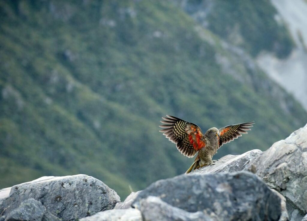 Bigpicture.ru хищный горный попугай кеа из Новой Зеландии0 1611663051 2725