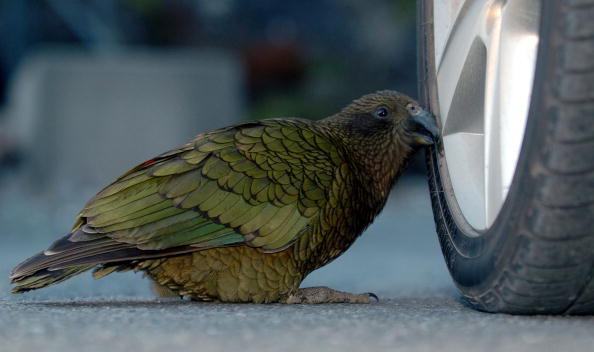 A kea (nestor notabilis) pecks at a car tyre in ar