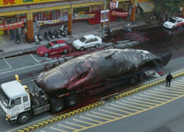 «Китострофа» в Тайване — на улице взорвался морской гигант