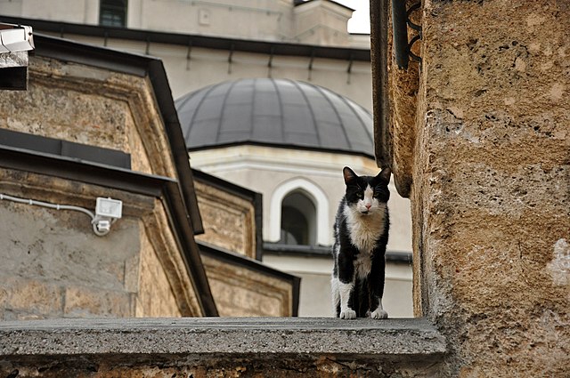Bigpicture.ru Как к кошкам относятся в исламеcat outside gazi husrev bey mosque (6086909198)