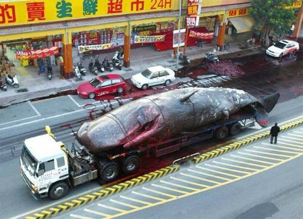 Bigpicture.ru Как на Тайване кит взорвался