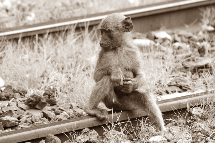 Bigpicture.ru Как обезьяна официально работала на железной дороге