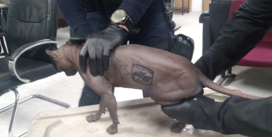 Bigpicture.ru Из мексиканской тюрьмы освободился татуированный кот