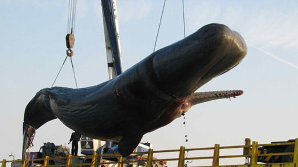 Bigpicture.ru Как на Тайване взорвался кит