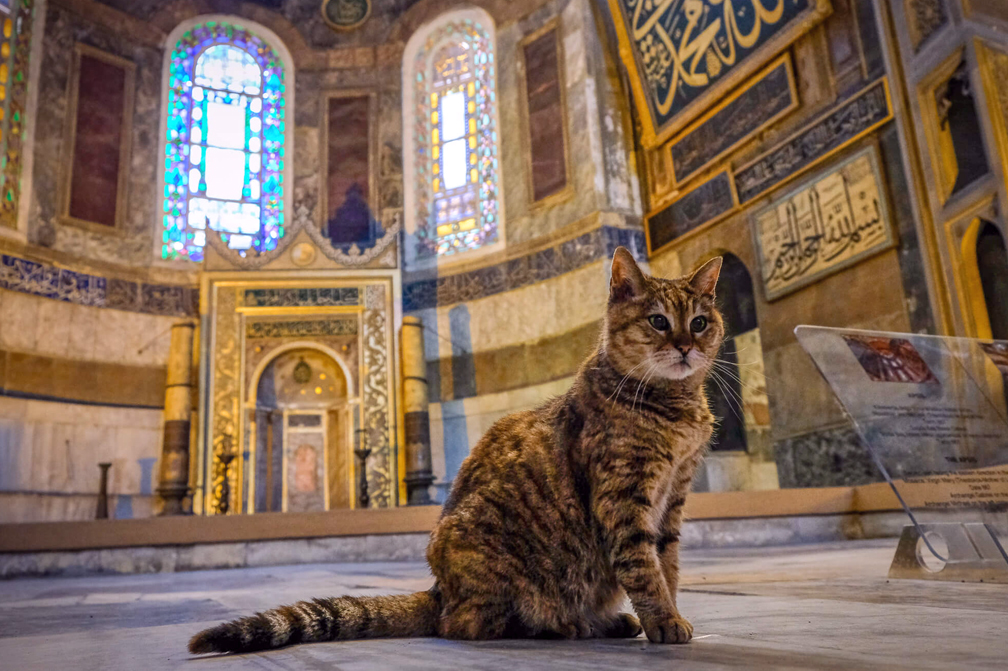 Bigpicture.ru Как к кошкам относятся в исламе
