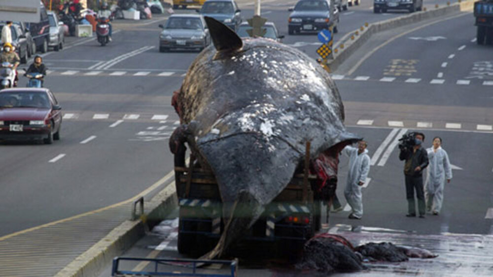 Bigpicture.ru Как на Тайване взорвался кит