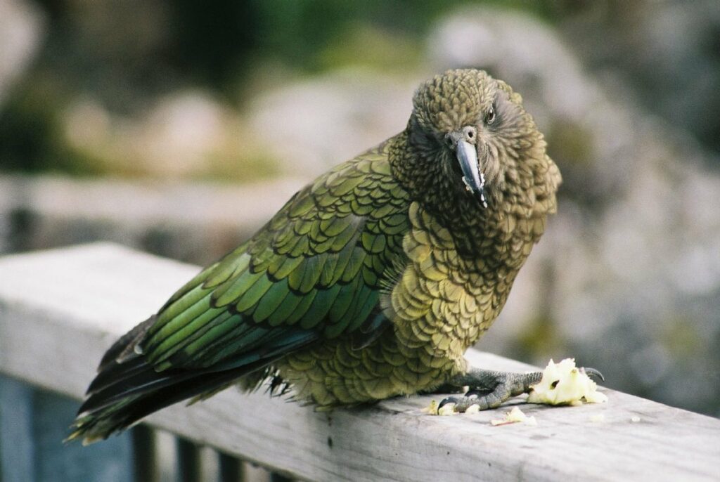 Bigpicture.ru хищный горный попугай кеа из Новой Зеландииzealand kea bird