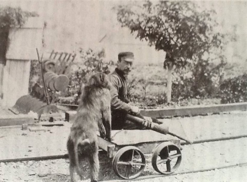 Как обезьяна официально работала на железной дороге 
