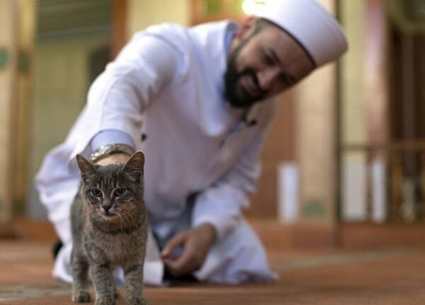 Как к кошкам относятся в исламе