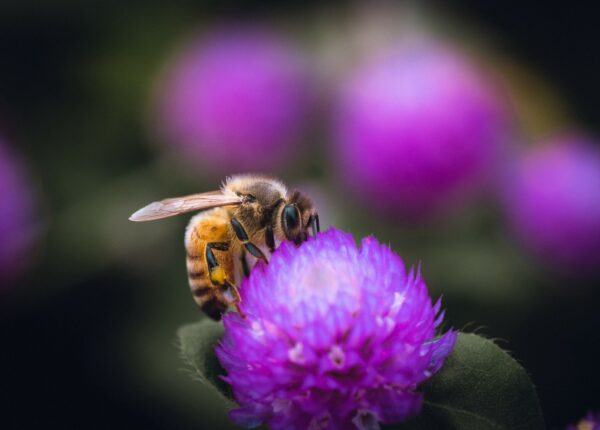 Почему пчелы в США делают неправильный мед