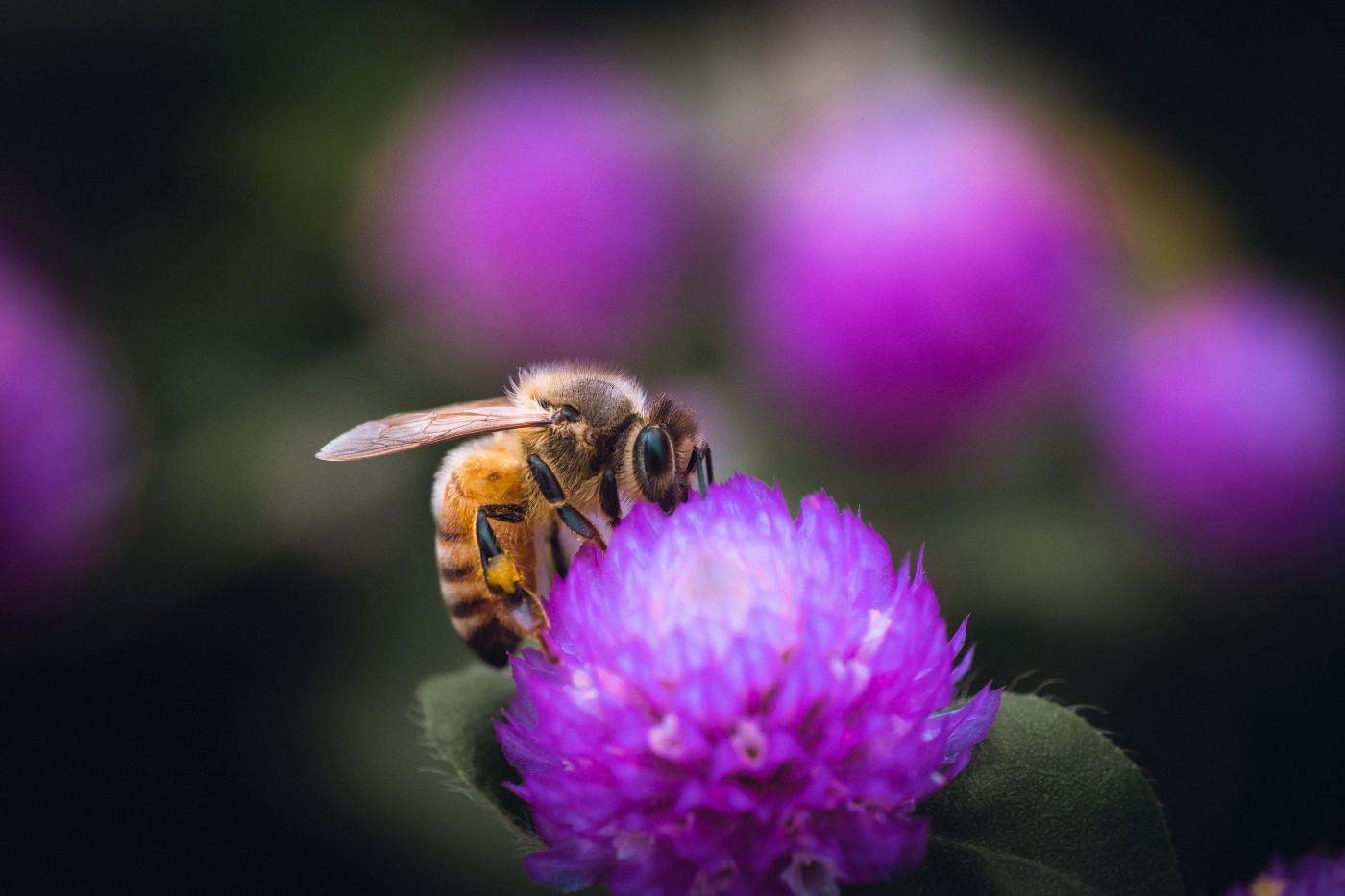 Bigpicture.ru Фиолетовый мед американских пчелrzroocurxzhfirj 