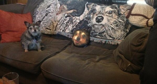 22 забавные мелочи и декор, которые рассмешили и порадовали хозяев дома