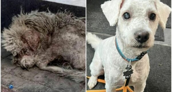 30 трогательных фото котов и собак, которых обрели дом и семью