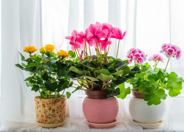 3 причины иметь в дома больше растений