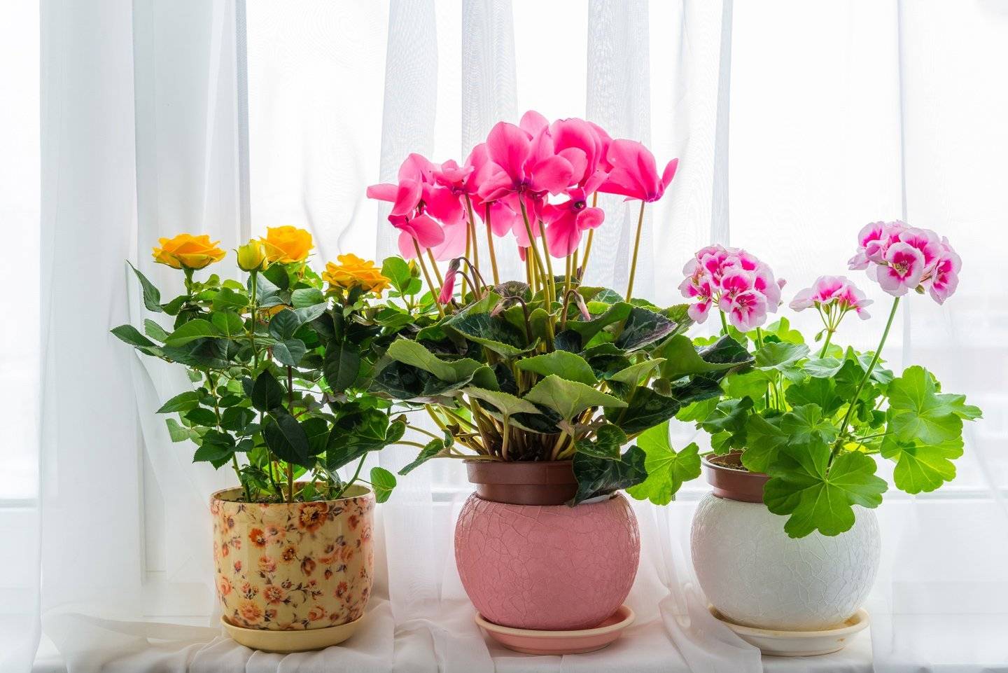 Bigpicture.ru 3 причины иметь в дома больше растенийдомашние цветы