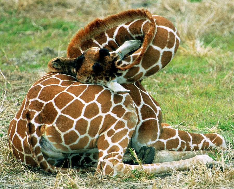 Bigpicture.ru Как спят жирафы adult reticulated giraffe millard h sharp jpg 92