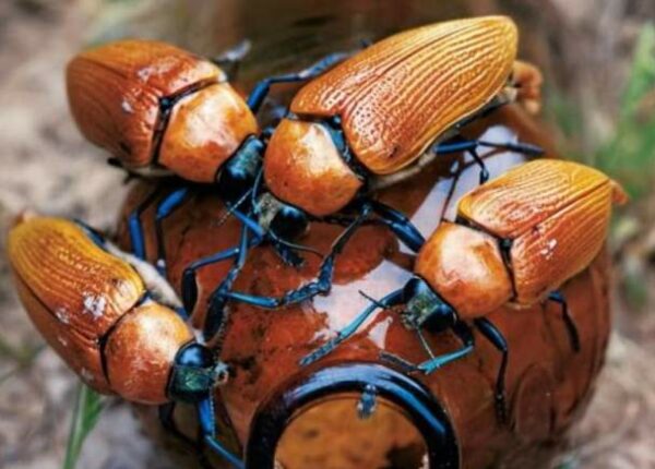 Австралийские жуки-златки: когда мужчины предпочитают бутылки своим дамам