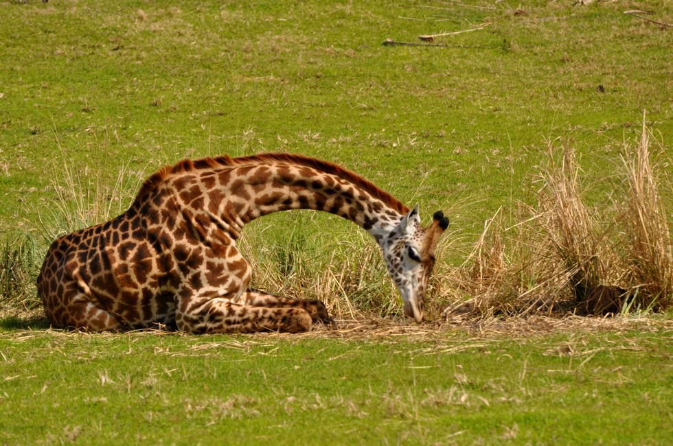 Bigpicture.ru Как спят жирафы 