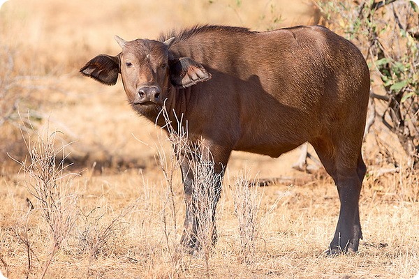 Bigpicture.ru  беременность у животных буйвол