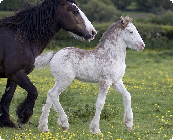 Bigpicture.ru  беременность у животных лошади