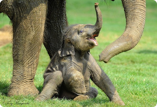Bigpicture.ru  беременность у животных слоны