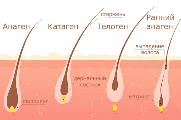 Bigpicture.ru Как быстро растут волосы growth cycle