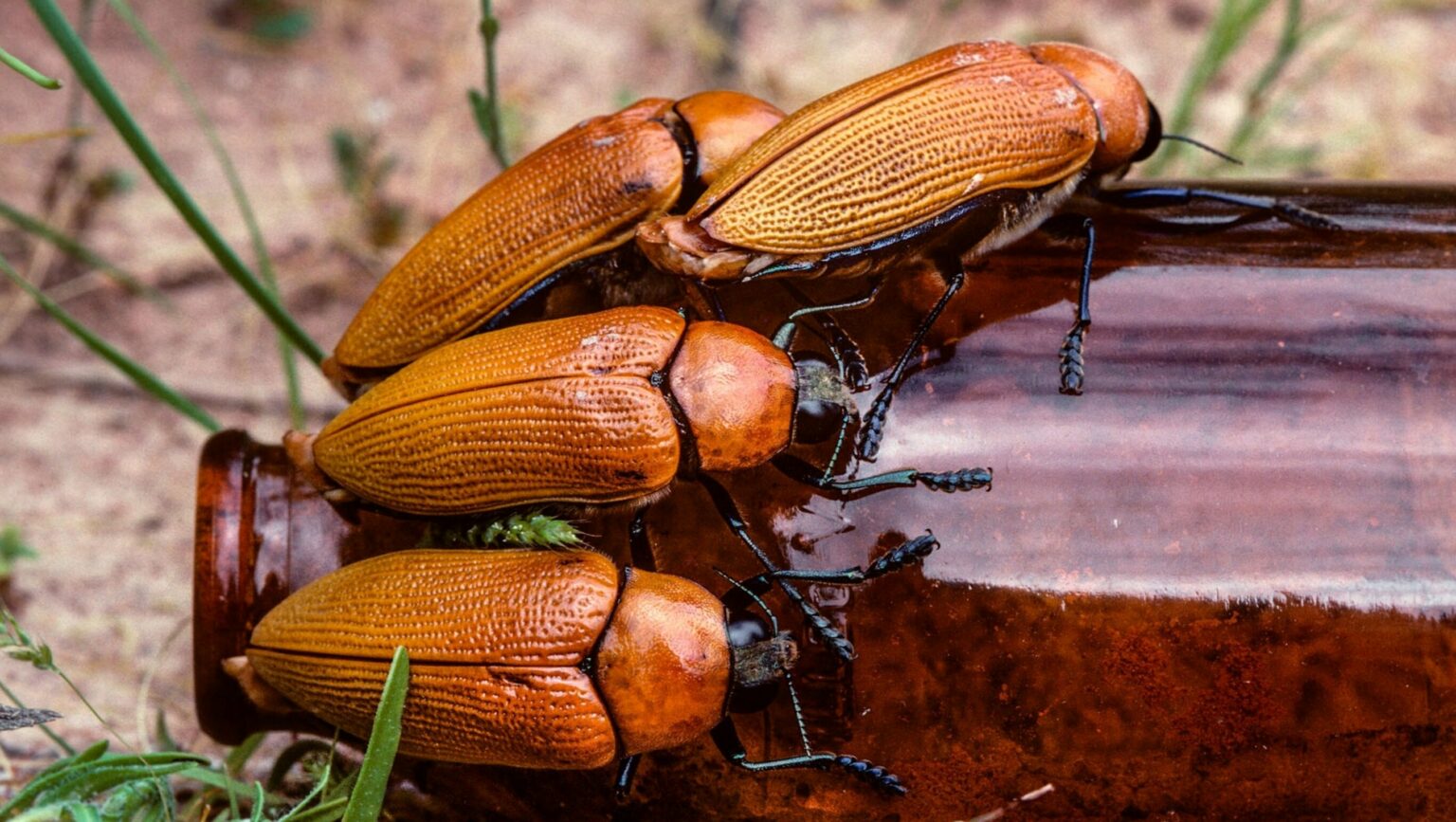 Австралийские жуки-златки: когда мужчины предпочитают бутылки своим дамам 