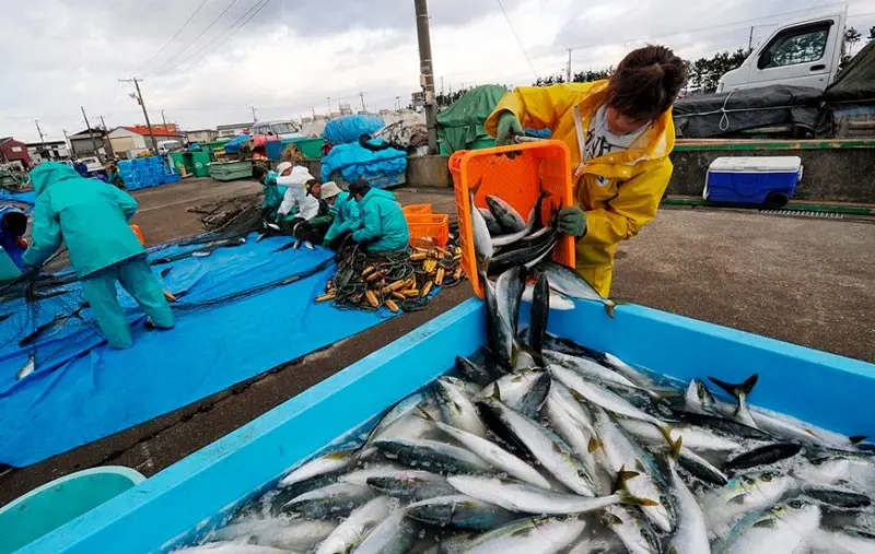 Японцы каждый день едят рыбу