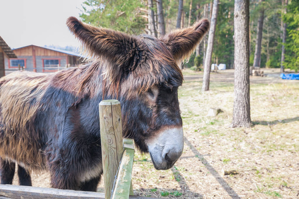 Brown donkey in raksi zoo. gray haired, big ears. travel photo 2