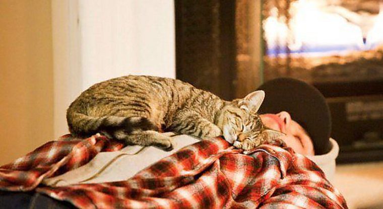 Bigpicture.ru почему кошки любят спать на человеке760x500