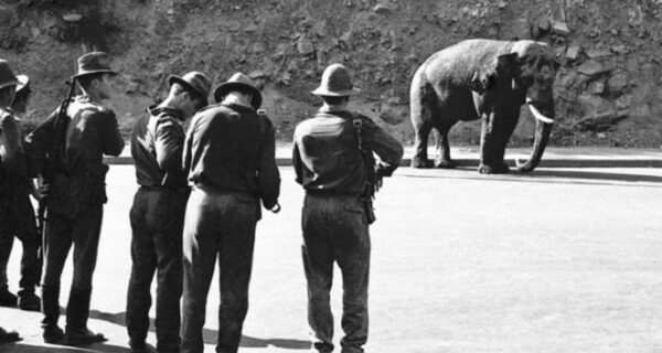 За что в СССР расстреляли ереванского слона Вову
