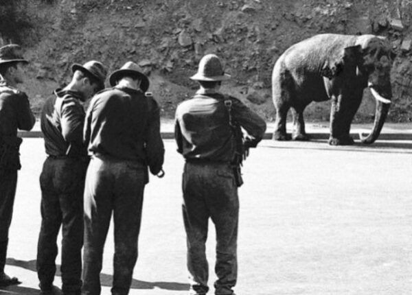 За что в СССР расстреляли ереванского слона Вову
